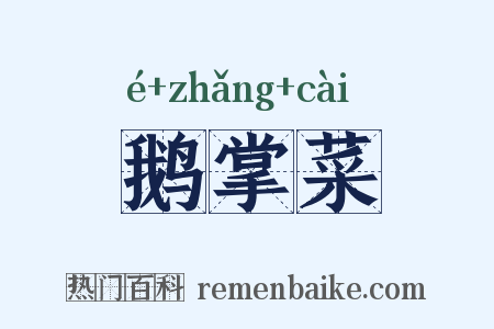 鹅掌菜是什么意思的图片